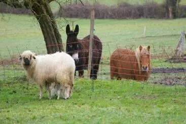 Aamiaismajoitus (B&B) Cardamome