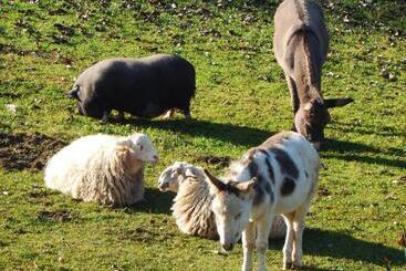 Nocleg ze śniadaniem Gilda E I Suoi Amici