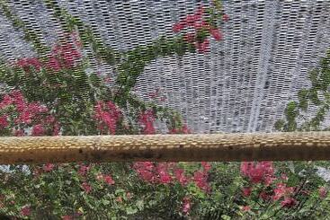 בית מלון כפרי Scallywags Smugglers