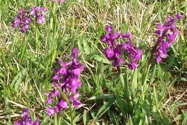 Bed and Breakfast Les Malvaux