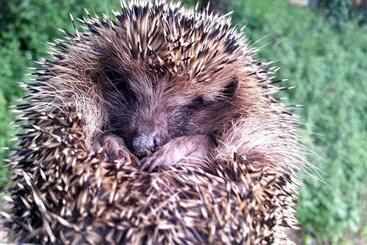 민박 La Tana Del Riccio