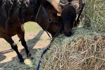 Pensió Chata U Kostela