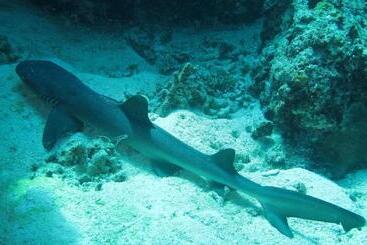 Gustav S Place Silver Beach Dive Resort