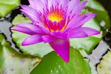 Апарт-отель Jardines Secretos