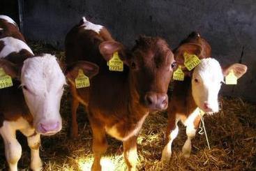 コテージ Bauernhof Herzogbauer