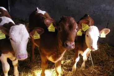 별장 Bauernhof Herzogbauer