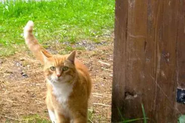 茅舍 Bauernhof Muehltalhof