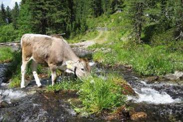 Отель Haus Walch