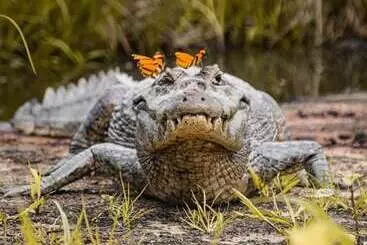 田舎風ホテル Pousada São João   Estrada Parque Pantanal