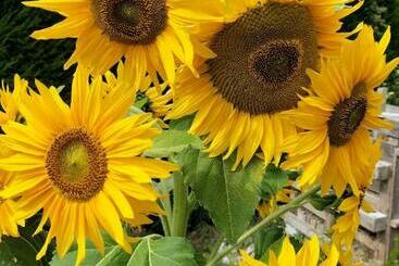 مبيت وإفطار I Girasoli