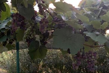 פנסיון Camera Graziosa