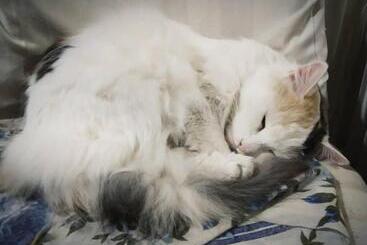 בית מלון כפרי Calipso