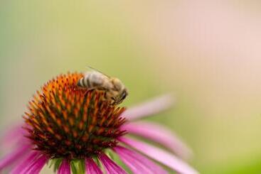 پانسیون Apartma žvan