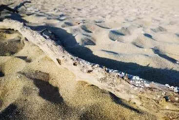 Alberg Weißer Schwan белият лебед