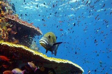 펜션 Blue Marlin Dive Komodo
