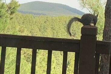 ツーリストアパートメント Neck Of The Woods! Canyon Views! Breathtaking!