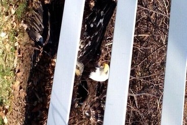 酒店 Allegan Country Inn