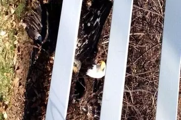 Hotelli Allegan Country Inn