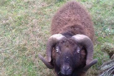 Bed and Breakfast La Roche Parthenay Farm