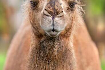 Galahad S Animal Sanctuary B&b