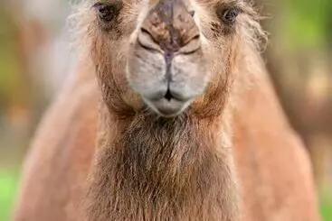 Galahad S Animal Sanctuary B&b