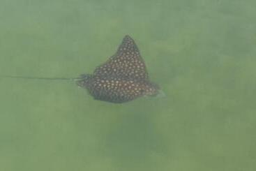 Floating Sea Cove Resort & Marina