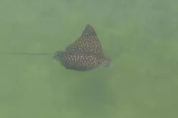 Floating Sea Cove Resort & Marina