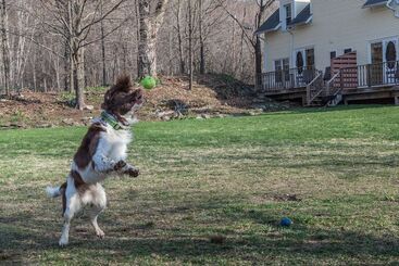 ベッドアンドブレックファースト Inn At Buck Hollow Farm