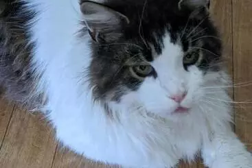 Bed and Breakfast Thornley House