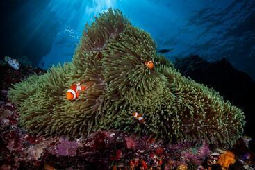 בית מלון כפרי Siddhartha Oceanfront Resort & Spa Bali