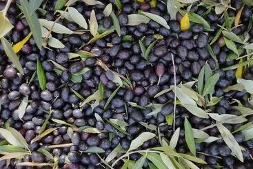 Mökkimajoitus Glamping At An Agriturismo In The Vineyard