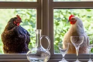 ホテル Lindenhof Chezartistes