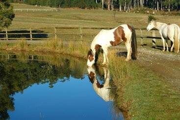 Отель Silver Ridge Retreat