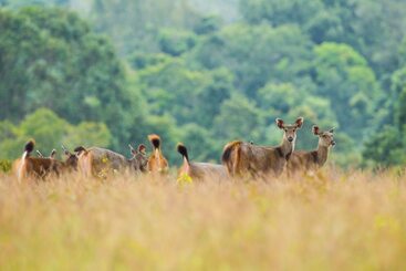 Szálloda Intercontinental Khao Yai Resort By Ihg