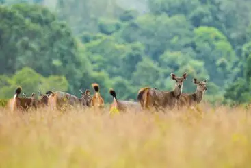 ホテル Intercontinental Khao Yai Resort By Ihg