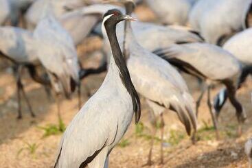 Hotel Zone Palace By The Park Phalodi