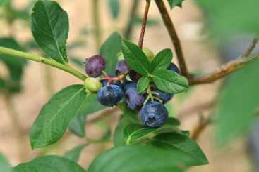 Pansiyon Yangpyeong Sanarae Glamping