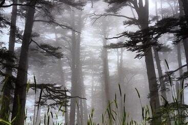 Hotel Mountain View Cedars