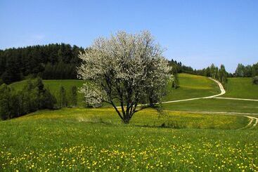 酒店 Gasthof Einfalt