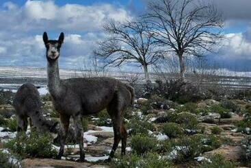 Blesfontein Guest Farm