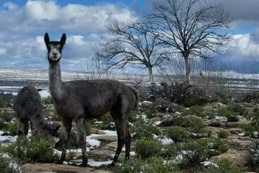 Blesfontein Guest Farm
