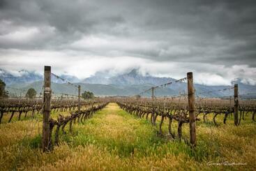 In De Vines  Cabernet Farmstay