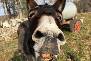 ペンション Gite A La Ferme