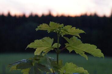酒店 Landgasthof Restaurant Laibach