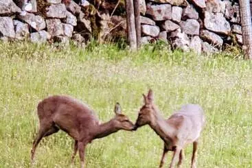 コテージ Nethergill Haylofts