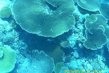 Bahari Lodge, K.kaashidhoo