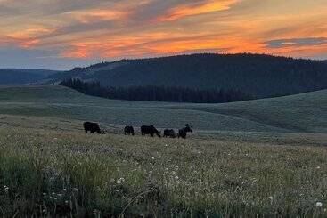 Отель Bear Lodge Resort