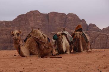 تختخواب و صبحانه Sky Light Wadi Rum