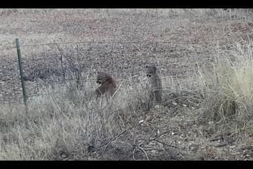 Отель Creek Side Bed And Breakfast