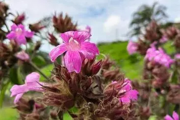 Hotelli Aurora Inn, Nuevo Arenal
